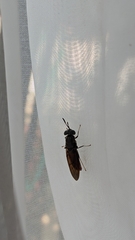 Hermetia illucens