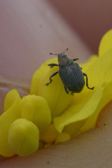 Ceutorhynchus obstrictus