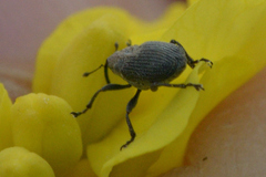 Ceutorhynchus obstrictus