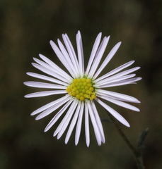 Brachyscome ciliaris