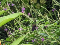Chalybura urochrysia