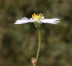 Brachyscome ciliaris
