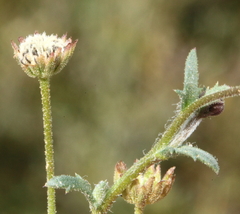Brachyscome ciliaris