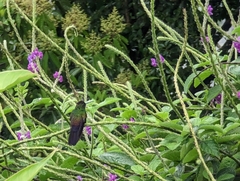 Chalybura urochrysia