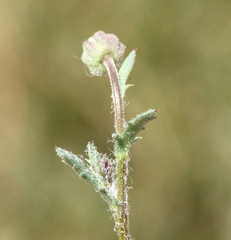 Brachyscome ciliaris