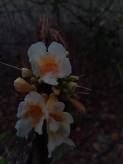 Colea floribunda