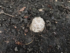 Amanita magniverrucata