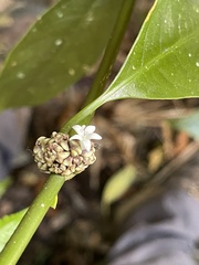 Palicourea axillaris