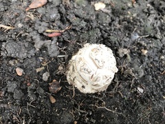 Amanita magniverrucata