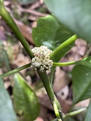 Palicourea axillaris