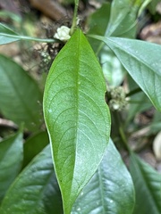 Palicourea axillaris