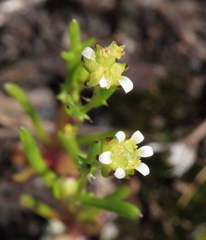 Brachyscome perpusilla