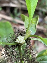 Palicourea axillaris