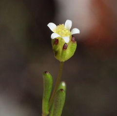 Brachyscome perpusilla