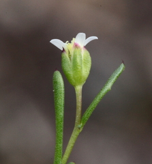 Brachyscome perpusilla