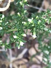 Olearia ramulosa