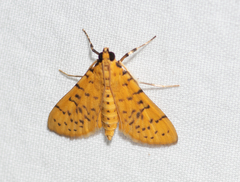 Conogethes punctiferalis
