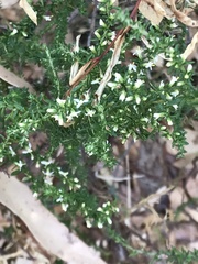 Olearia ramulosa