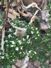 Olearia ramulosa