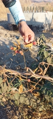 Diplocyclos palmatus