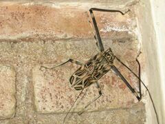 Acrocinus longimanus