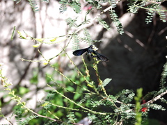 Macrocneme chrysitis