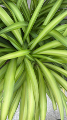 Chlorophytum comosum