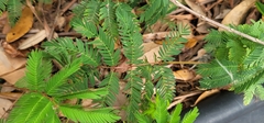 Mimosa strigillosa