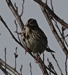 Passerculus sandwichensis