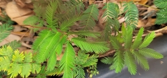 Mimosa strigillosa