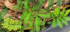 Mimosa strigillosa