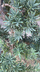 Podocarpus macrophyllus
