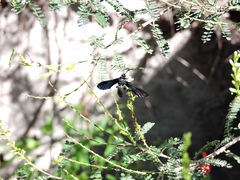 Macrocneme chrysitis