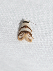 Chezala brachypepla