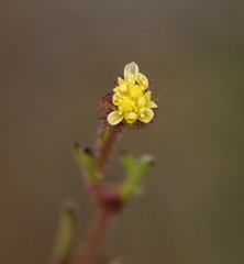 Brachyscome perpusilla