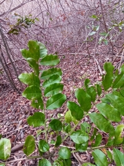 Colea floribunda