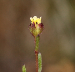 Brachyscome perpusilla