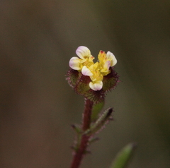 Brachyscome perpusilla