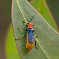 Chauliognathus tricolor