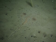 Beringraja binoculata