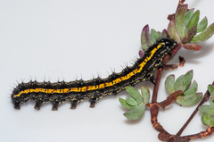 Procanthia distantii