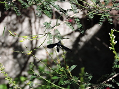 Macrocneme chrysitis