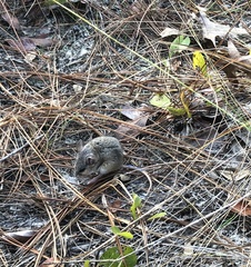 Podomys floridanus