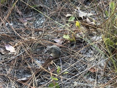 Podomys floridanus
