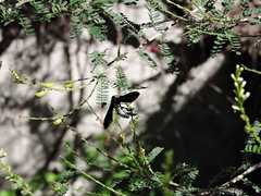 Macrocneme chrysitis