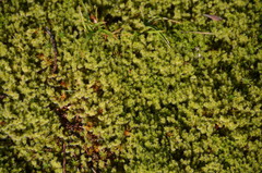 Racomitrium elongatum