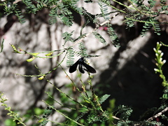 Macrocneme chrysitis