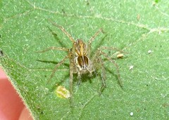 Dolomedes facetus