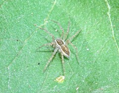 Dolomedes facetus
