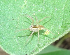Dolomedes facetus